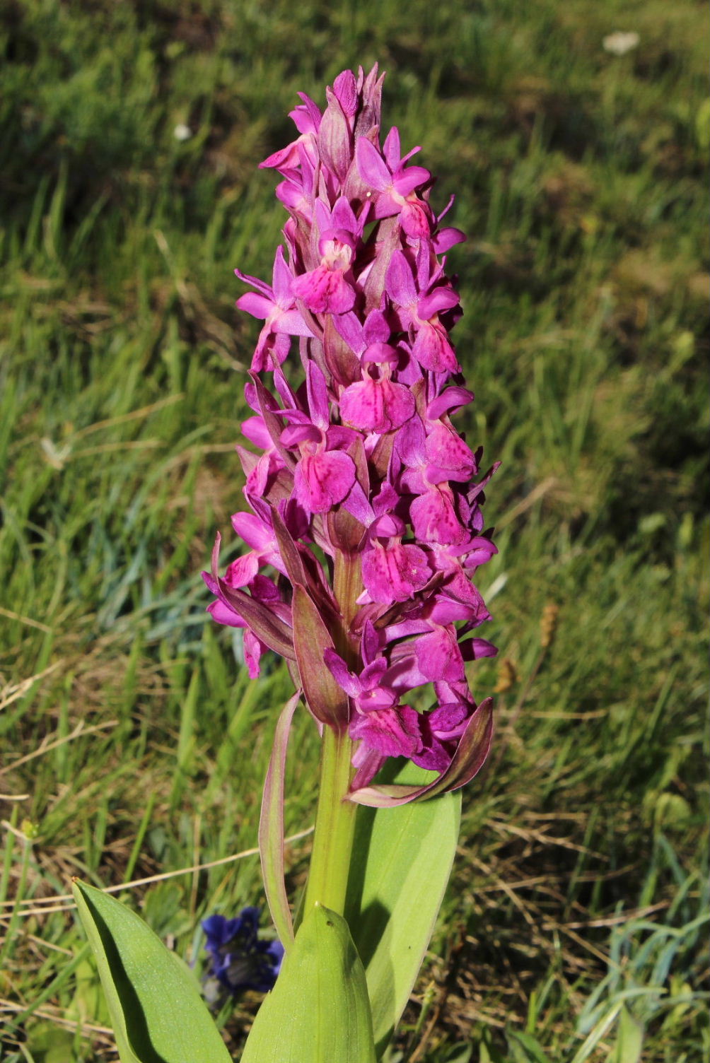 Orchidee Alpi Cuneesi